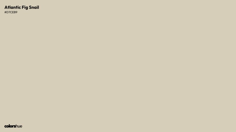 Atlantic Fig Snail color wallpaper preview
